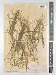 Attēlu rezultāti vaicājumam “Stuckenia filiformis flower”