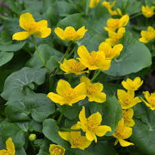 Attēlu rezultāti vaicājumam “Caltha palustris leaf”