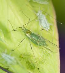 Attēlu rezultāti vaicājumam “Acyrthosiphon”