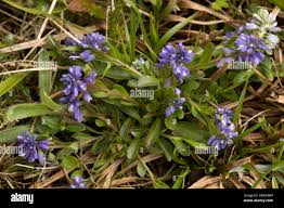 Attēlu rezultāti vaicājumam “Polygala amarella leaf”