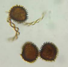 Attēlu rezultāti vaicājumam “Fossombronia wondraczekii”