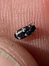 Attēlu rezultāti vaicājumam “Megatoma undata”