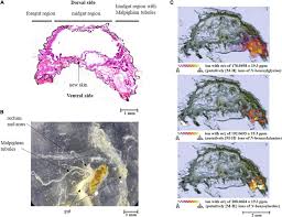 Attēlu rezultāti vaicājumam “Galeruca tanaceti”