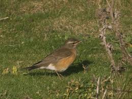 Image result for Turdus obscurus