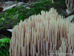 Attēlu rezultāti vaicājumam “Ramaria stricta”