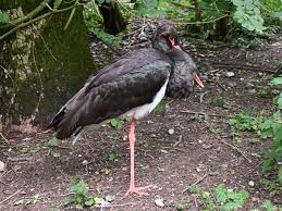 Attēlu rezultāti vaicājumam “Ciconia nigra”