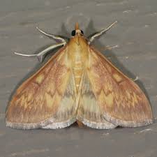 Attēlu rezultāti vaicājumam “Ostrinia nubilalis”