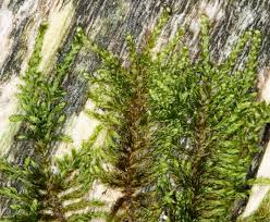 Attēlu rezultāti vaicājumam “Platygyrium repens”