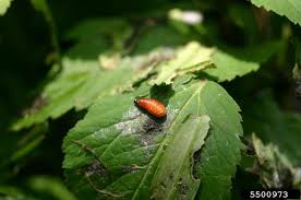 Attēlu rezultāti vaicājumam “Lilioceris lilii”