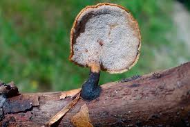 Attēlu rezultāti vaicājumam “Polyporus varius”