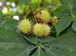 Attēlu rezultāti vaicājumam “Aesculus hippocastanum fruit”