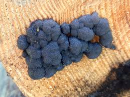 Attēlu rezultāti vaicājumam “Amaurochaete atra”