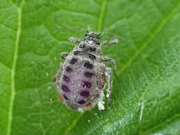 Attēlu rezultāti vaicājumam “Schizolachnus pineti”