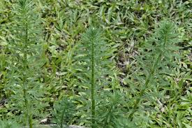 Attēlu rezultāti vaicājumam “Myriophyllum alterniflorum leaf”