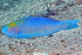 Image result for Scarus zelindae