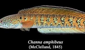 Attēlu rezultāti vaicājumam “Licea chelonoides sessile”