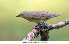 Attēlu rezultāti vaicājumam “Sylvia borin adult”