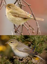 Attēlu rezultāti vaicājumam “Phylloscopus collybita”