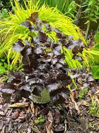 Attēlu rezultāti vaicājumam “Astilbe chinensis leaf”