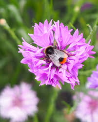 Image result for Centaurea cyanus