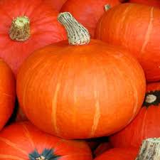 Image result for Kürbis