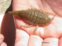 Attēlu rezultāti vaicājumam “Saduria entomon”