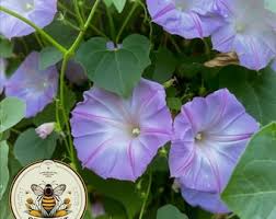 Image result for Ipomoea Lavender