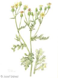 Attēlu rezultāti vaicājumam “Senecio viscosus fruit”