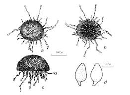 Attēlu rezultāti vaicājumam “Erysiphe galeopsidis”