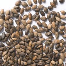 Attēlu rezultāti vaicājumam “Pinus sylvestris fruit”