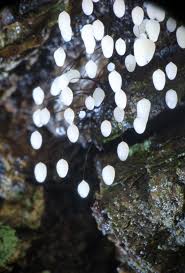 Attēlu rezultāti vaicājumam “Comatricha sp.”