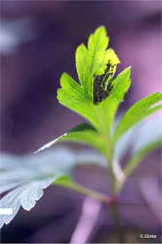 Attēlu rezultāti vaicājumam “Urocystis anemones”