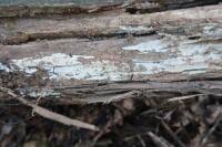 Attēlu rezultāti vaicājumam “Ceriporia viridans”