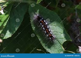 Attēlu rezultāti vaicājumam “Euproctis similis larva”