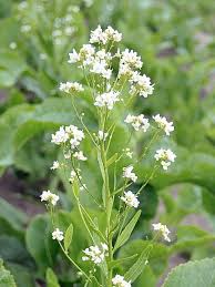 Attēlu rezultāti vaicājumam “Armoracia rusticana flower”