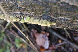 Attēlu rezultāti vaicājumam “Steccherinum bourdotii”