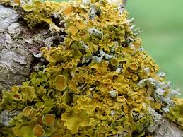 Attēlu rezultāti vaicājumam “Xanthoria parietina”