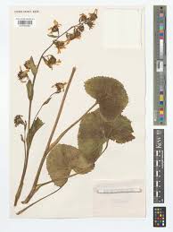 Attēlu rezultāti vaicājumam “Ligularia sibirica flower”