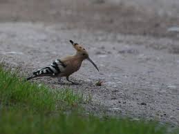 Image result for hoepoe