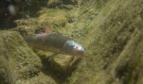 Image result for Mylopharodon conocephalus