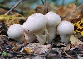 Attēlu rezultāti vaicājumam “Lycoperdon perlatum”