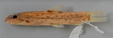 Attēlu rezultāti vaicājumam “Barbatula barbatula”