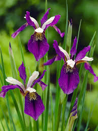 Attēlu rezultāti vaicājumam “Iris sibirica leaf”