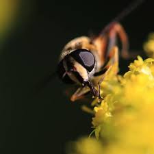 Attēlu rezultāti vaicājumam “Helophilus pendulus”