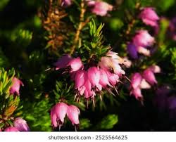 Attēlu rezultāti vaicājumam “Erica x darleyensis flower”