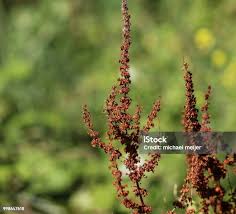 Attēlu rezultāti vaicājumam “Rumex aquaticus bud”