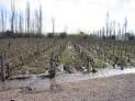 Argentina Wine Guide | The Argentine Wine Industry - Mendoza's ...