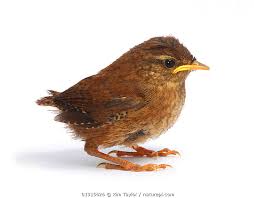 Attēlu rezultāti vaicājumam “Troglodytes troglodytes”