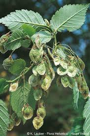 Attēlu rezultāti vaicājumam “Ulmus laevis”