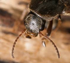 Attēlu rezultāti vaicājumam “Xylita laevigata”